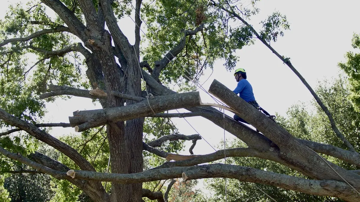 Professional Crown Thinning performed by certified arborists in Dorchester